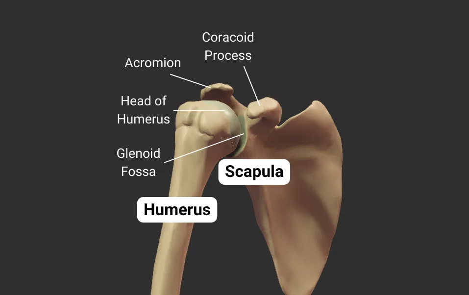 Glenohumeral Joint - anterior - isolated